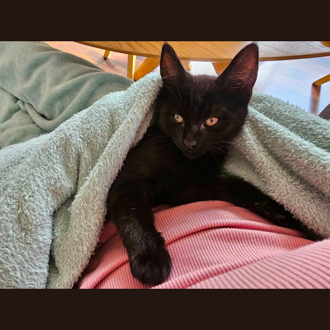 Photo of Apollo