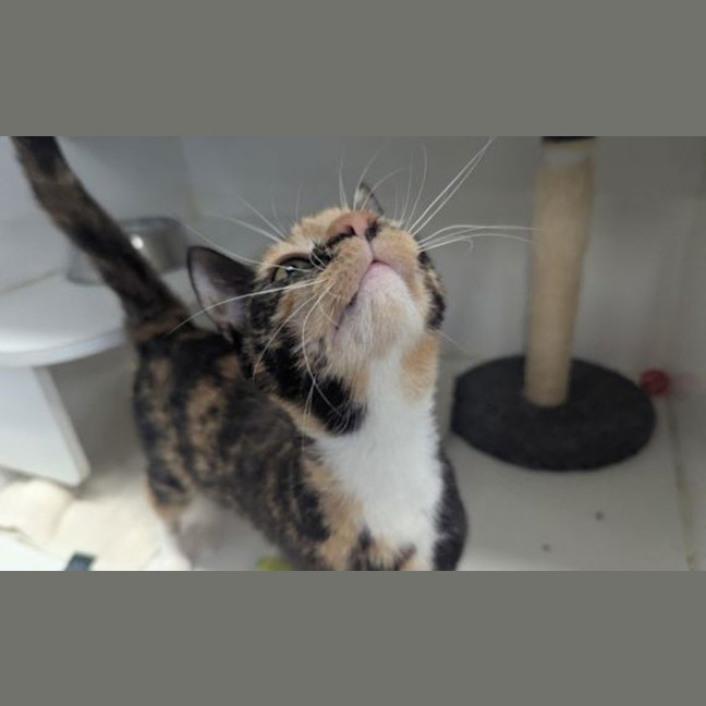 Photo of Willow