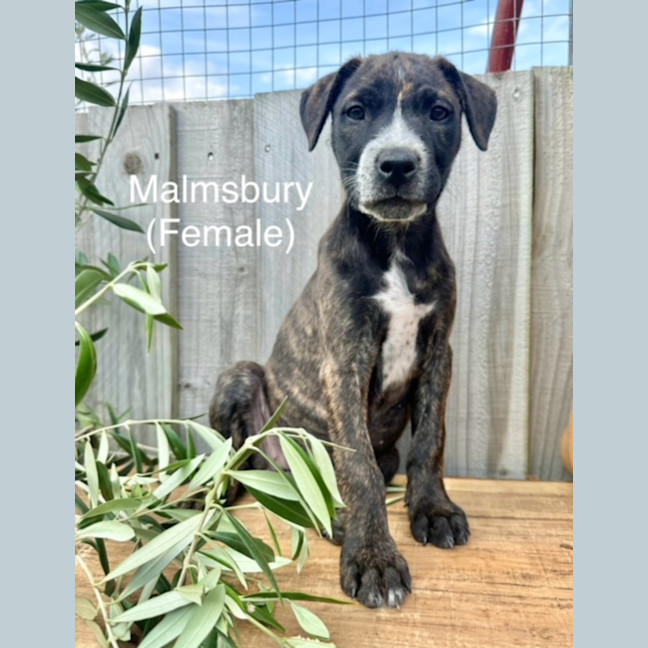 Photo of The Ranges Litter (Part 1)