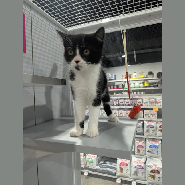 Photo of Artemis 
