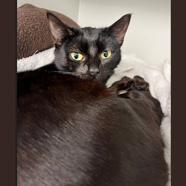 Photo of Raven