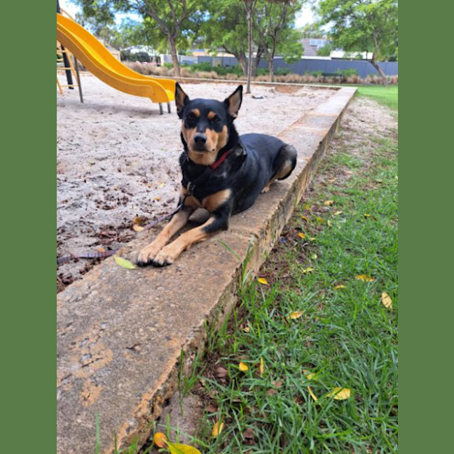 Photo of Nova