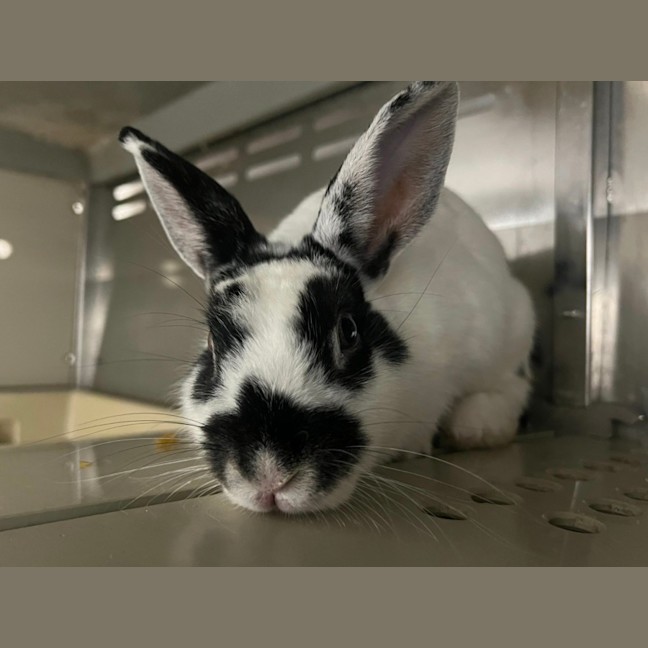 Photo of Bessie *Meet Me At Petstock Milperra*