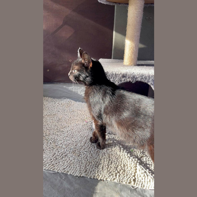 Photo of Bellatrix 