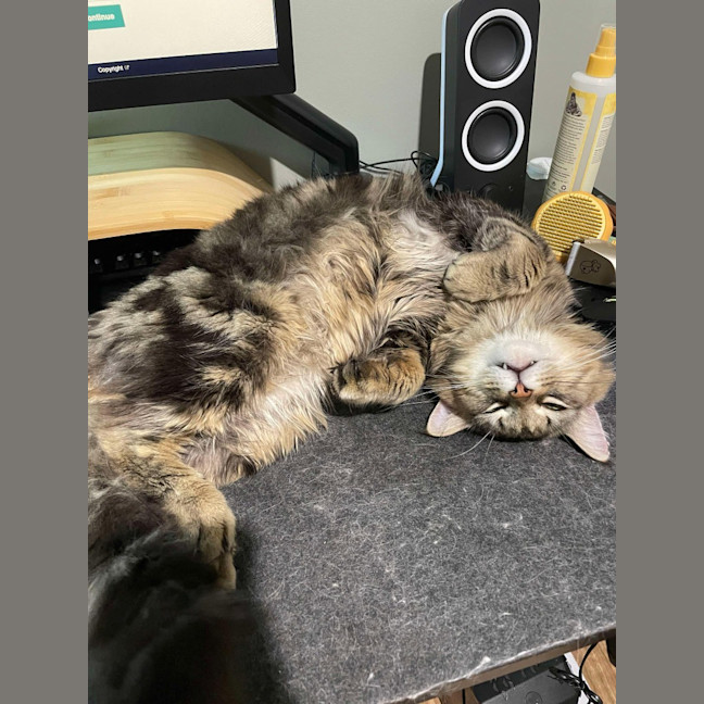 Photo of Winston