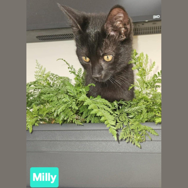 Photo of Milly & Tilly