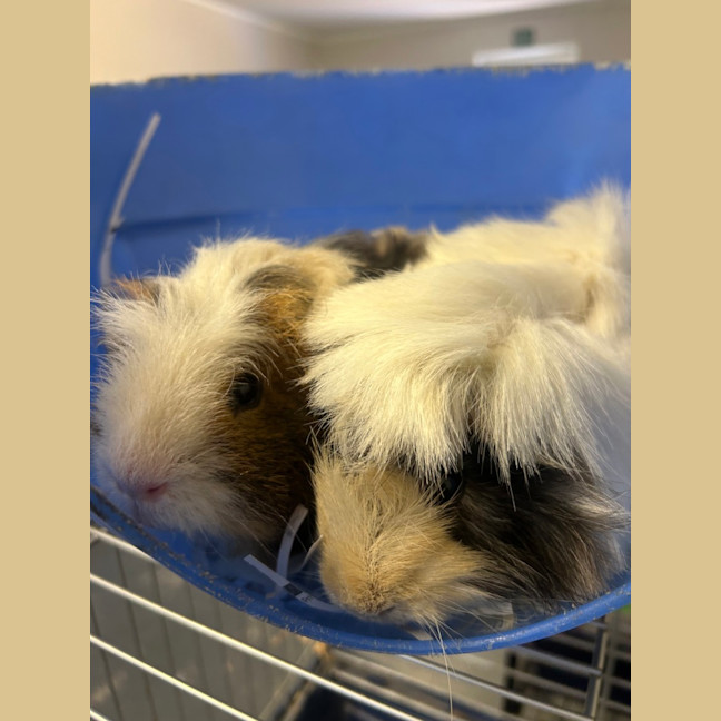 Photo of Piggy 