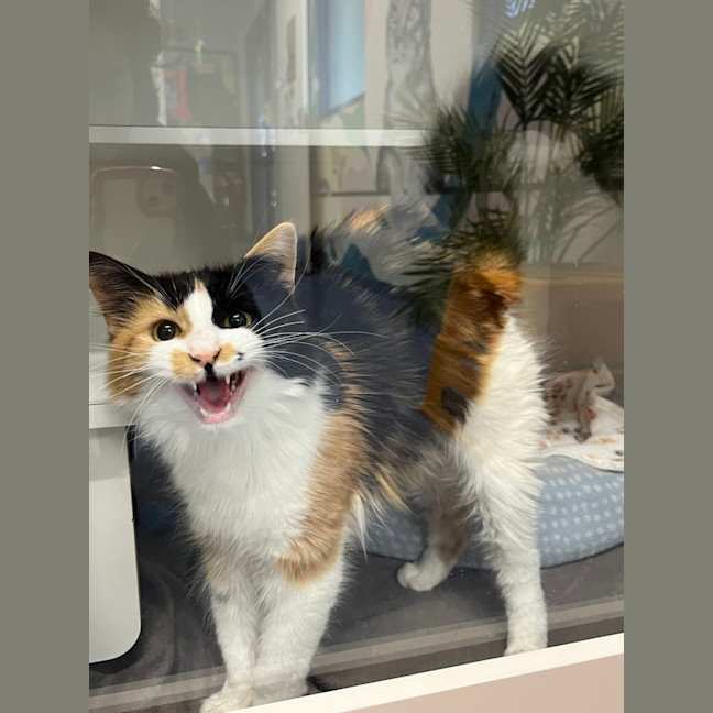 Photo of Cookie 