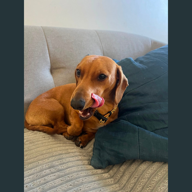 Photo of Hank The Charmer 