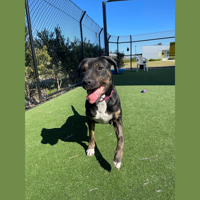 Photo of Lollie Imp 1396