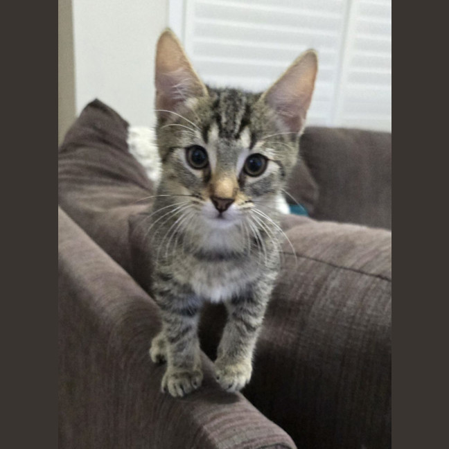 Photo of Booker  Now At Pet Quarters Rutherford 