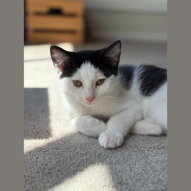 Photo of Oreo   Reduced Adoption Fee