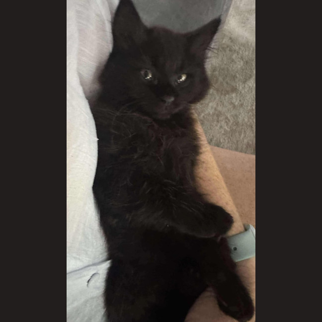 Photo of Mookiee And Myagi