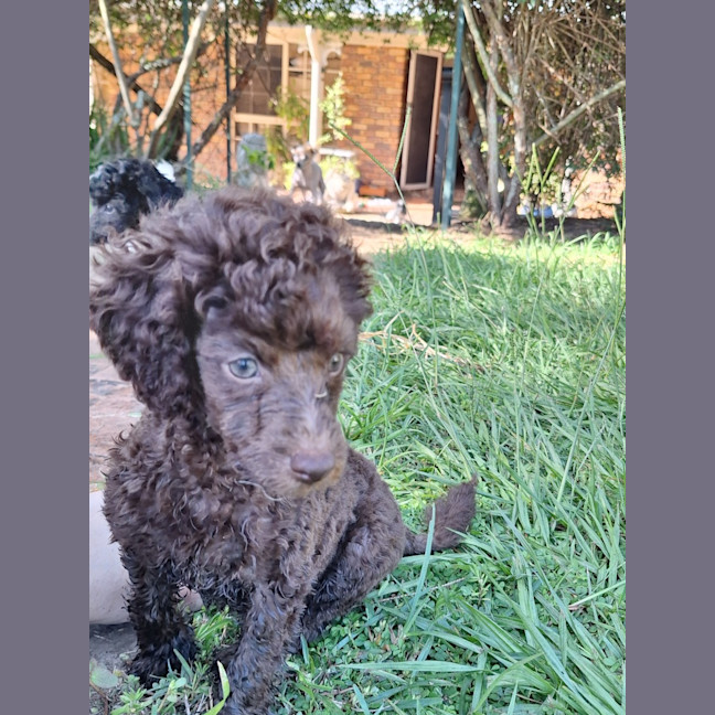 Photo of Timmy
