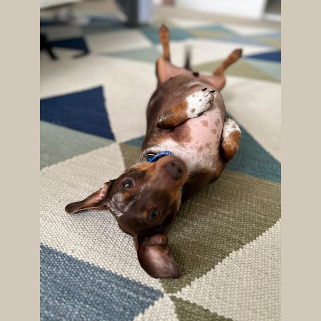 Photo of Ollie   5 Year Old Dachshund