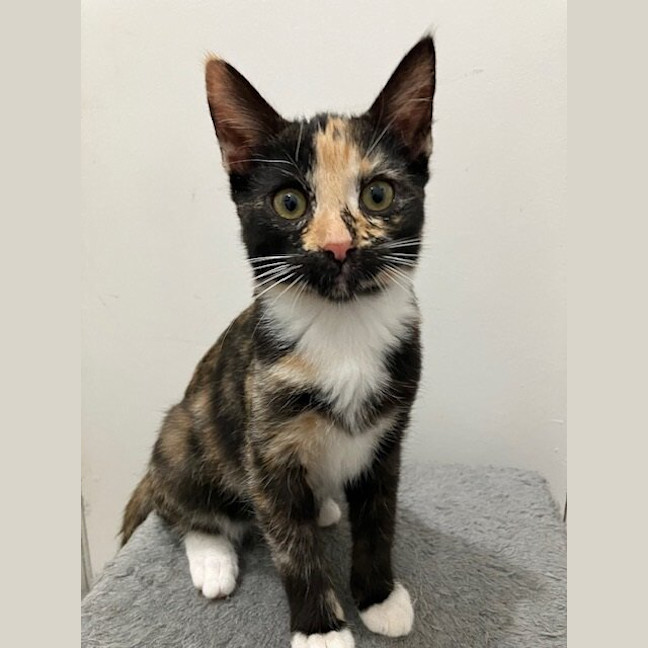 Photo of Willow