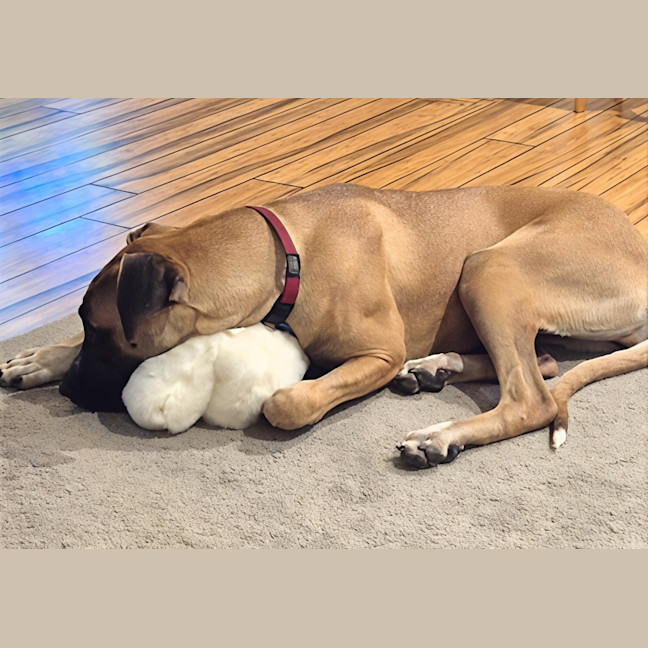 Photo of Whippy   1 Year Old Ridgeback X Great Dane