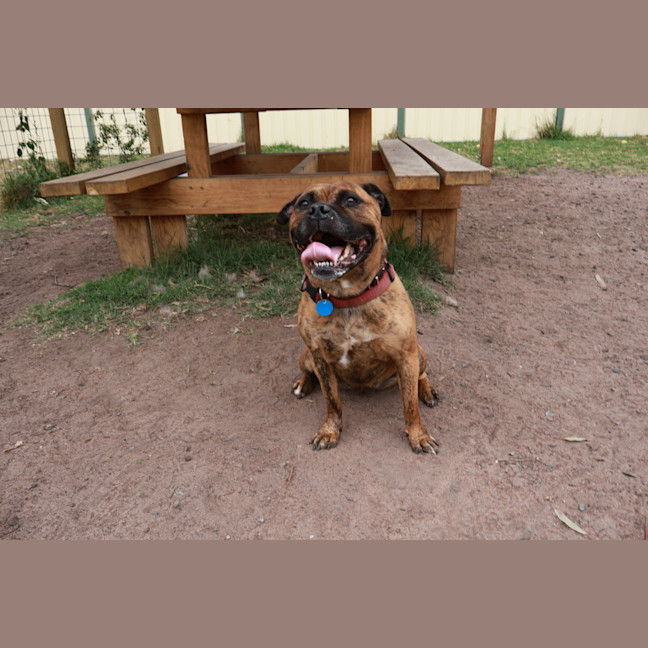 Photo of Sharon 'Shazza' Pawsborne