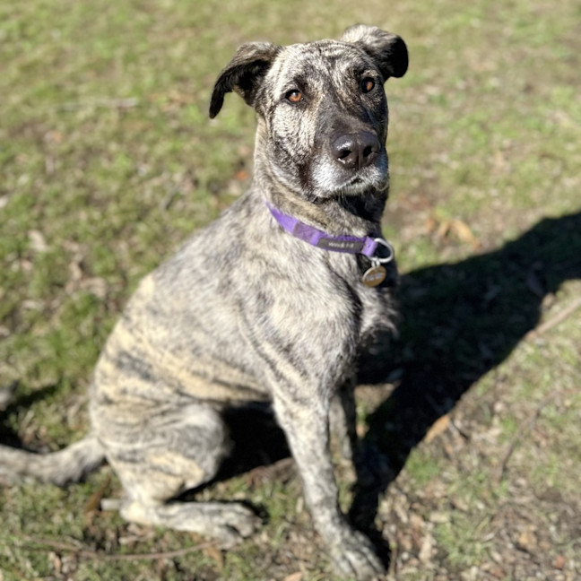 Photo of Zelda