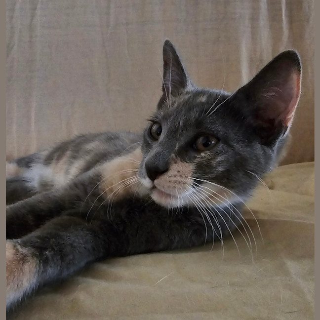 Photo of Miss Muppet