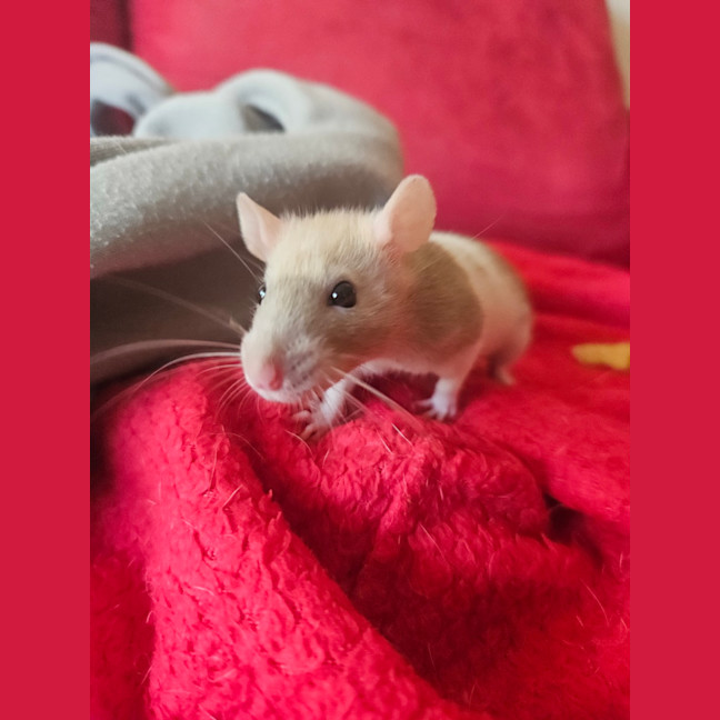 Photo of Rosie
