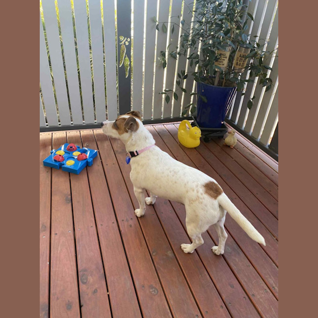 Photo of Roxy   2 Year Old Jack Russell