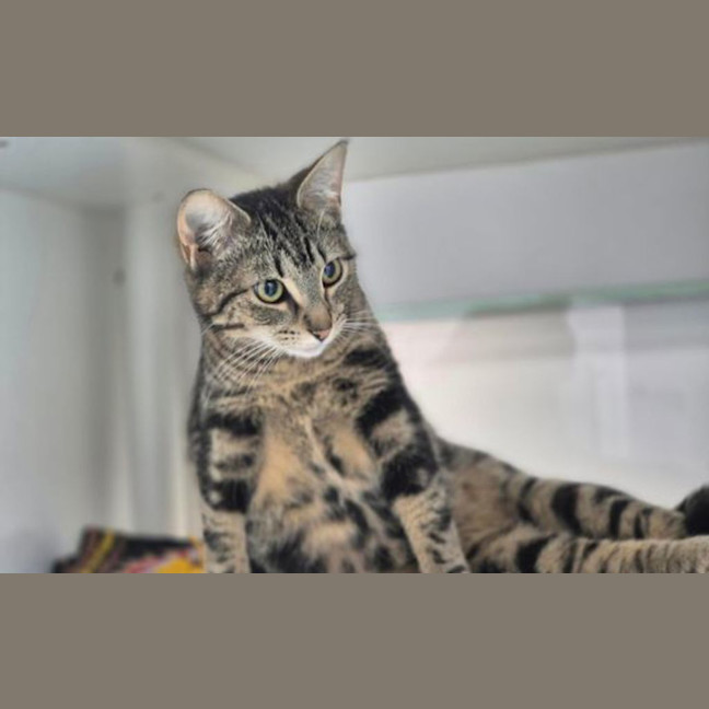 Photo of Nyx