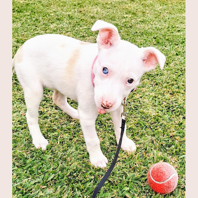 Photo of Bagel