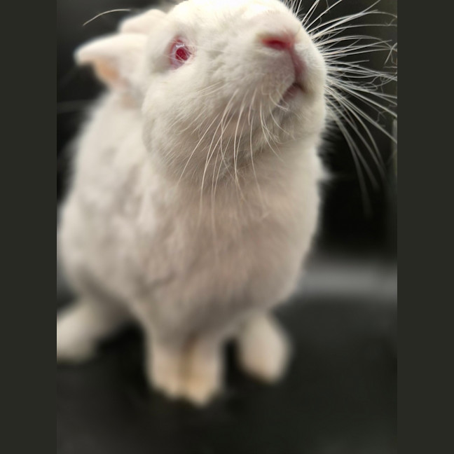 Photo of Sookie Lala Larry