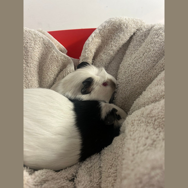 Photo of Nibbleton & Haystack