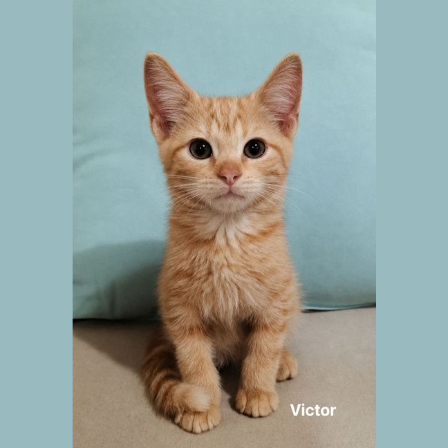 Photo of Victor