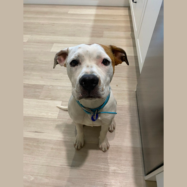 Photo of Smidge   18 Month Old Staffy X