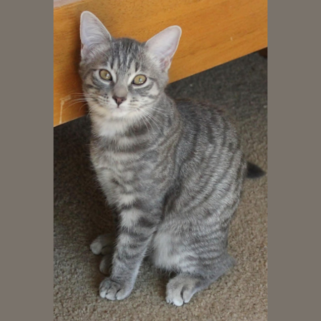 Photo of Aurora