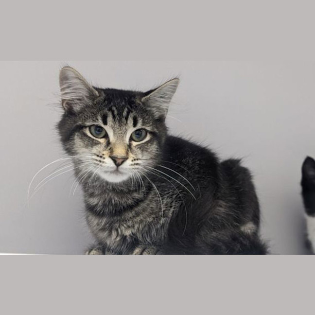 Photo of Shadow