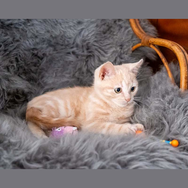 Photo of Toffee