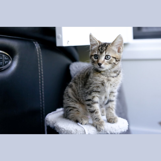 Photo of Pebbles