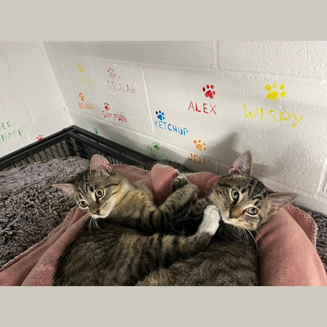 Photo of Rigatoni And Ravioli