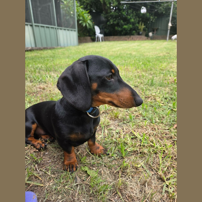 Photo of Milo