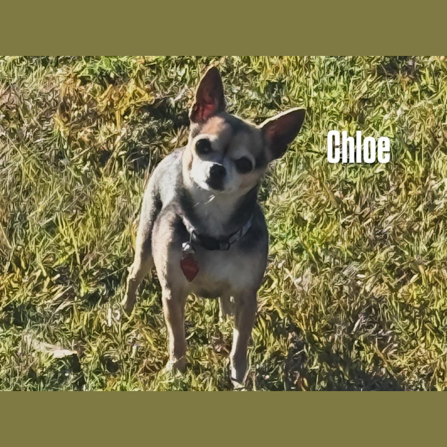 Photo of Chloe & Pepe