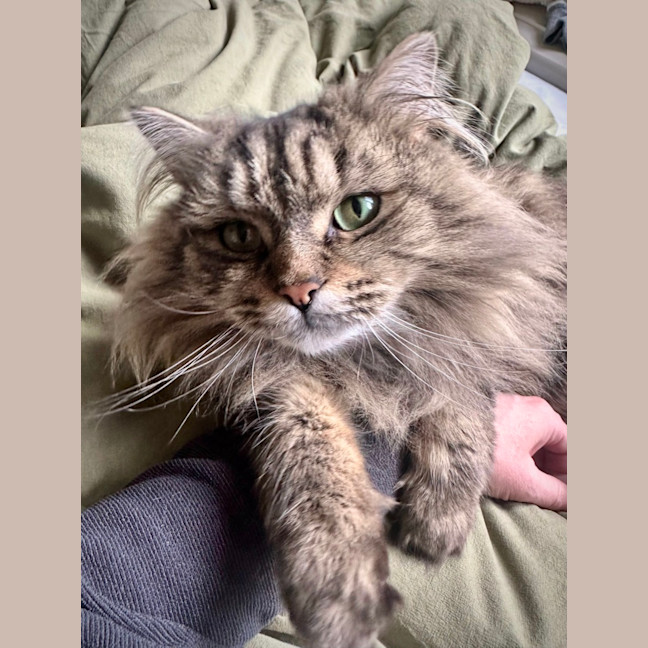 Photo of Gorgeous George