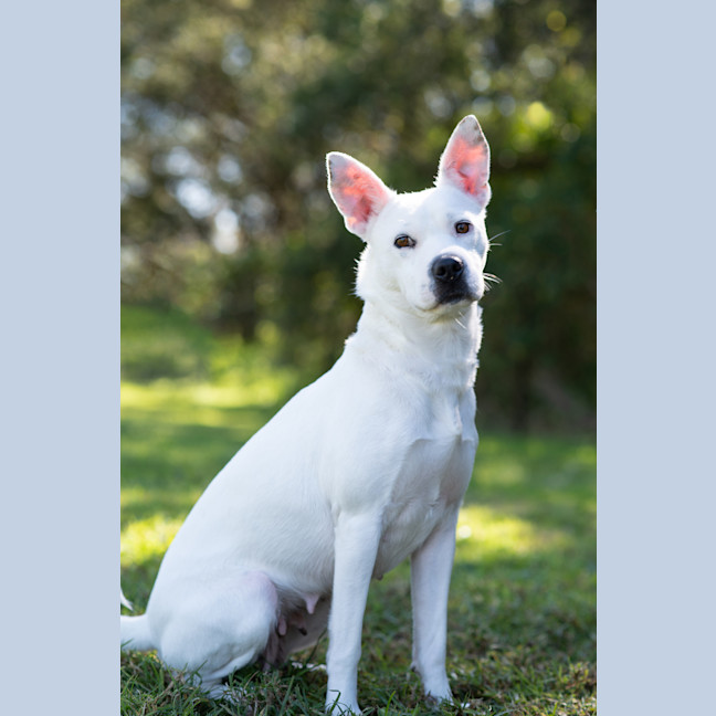 Photo of Casper