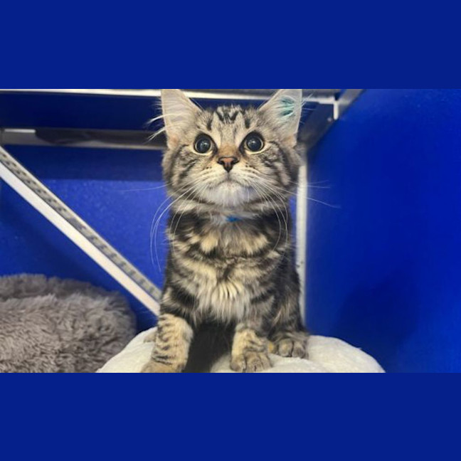 Photo of Luna