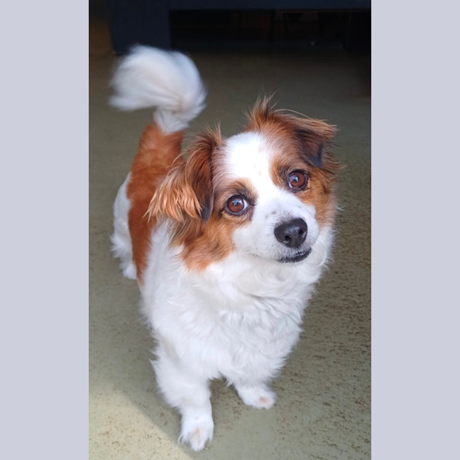 Photo of Ruffles