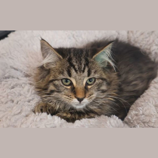 Photo of Miffy