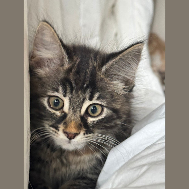 Photo of Purrora (Was Midnight Snack)