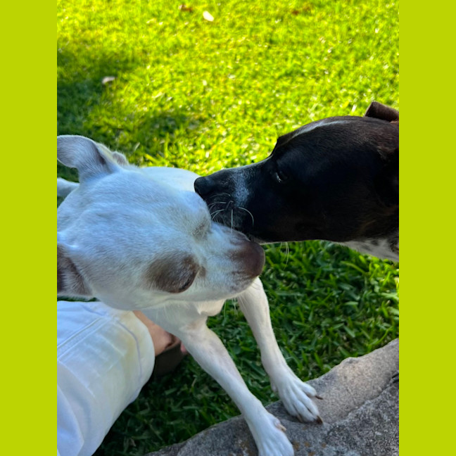 Photo of Latte And Oreo