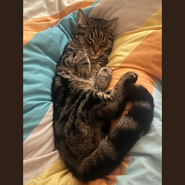 Photo of Princess Pumpkin