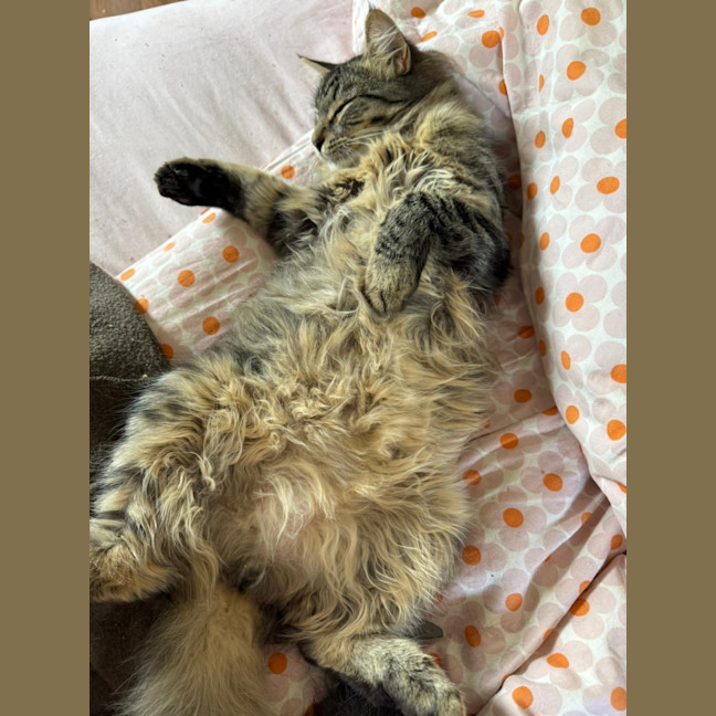 Photo of Benji