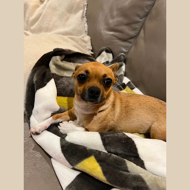 Photo of Poppy