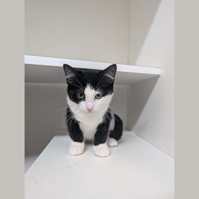 Photo of Munchkin